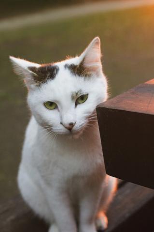 太田威重　写真展　風貌-町猫たち